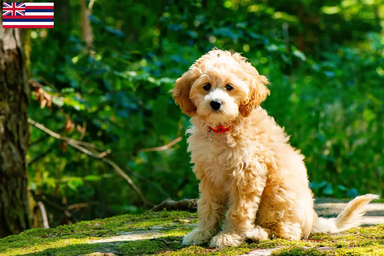 Cockapoo puppies and breeders Hawaii Here you can find Cockapoos breeders in Hawaii.