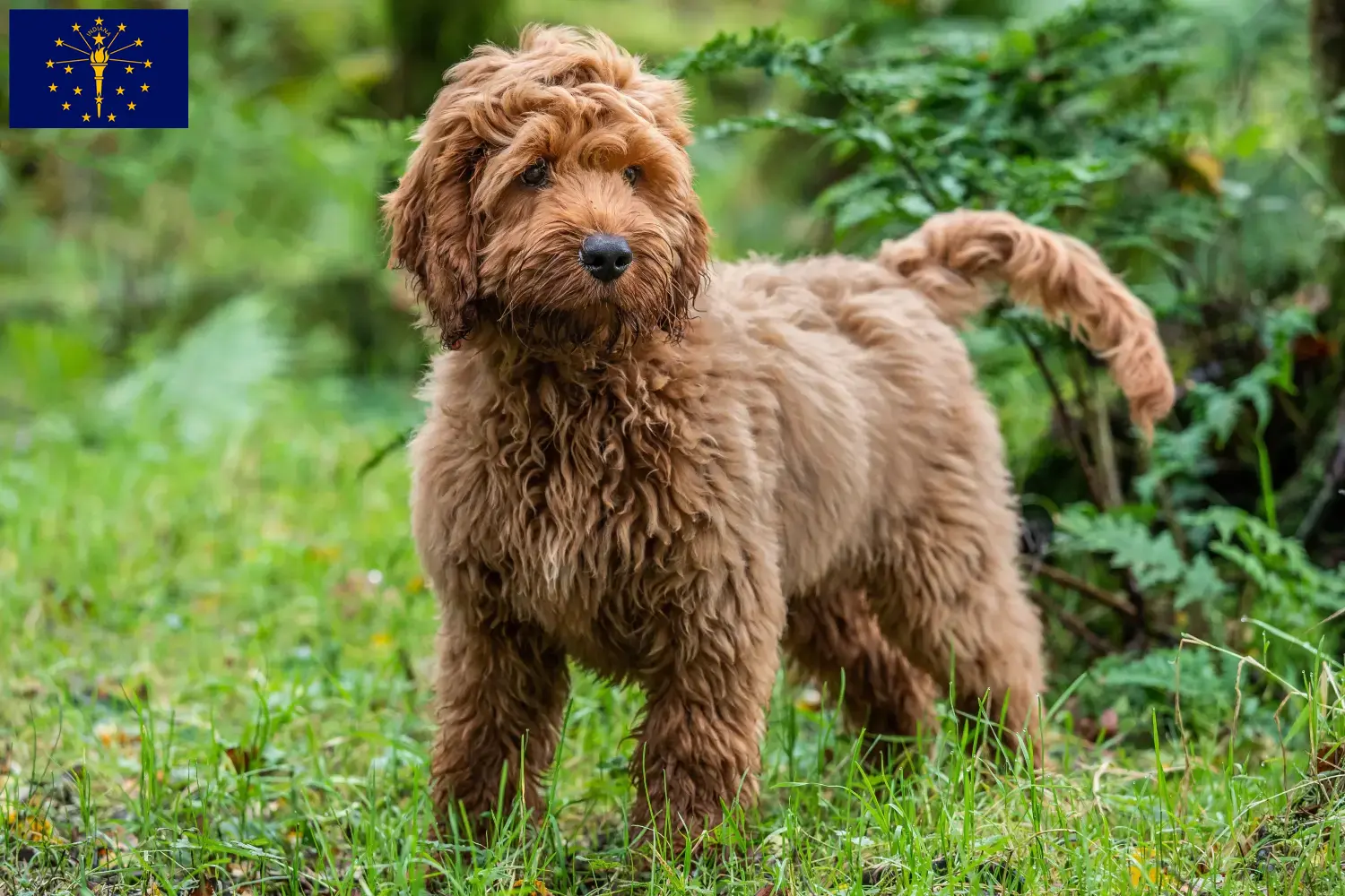 Cockapoo puppies and breeders Indiana Here you can find Cockapoos breeders in Indiana.