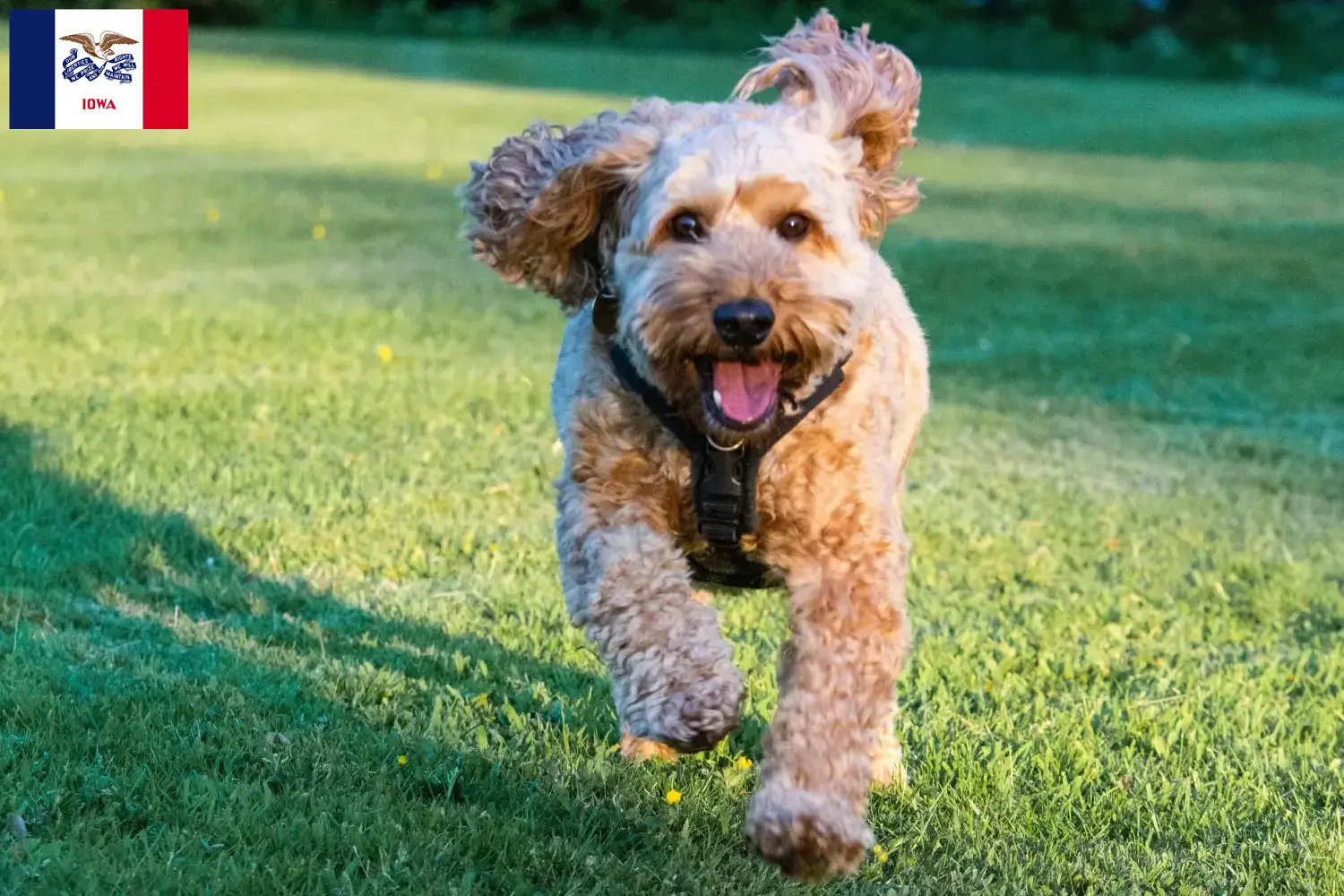 Cockapoo puppies and breeders Iowa Here you can find Cockapoos breeders in Iowa.