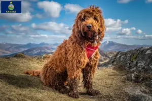 Read more about the article Cockapoo breeders and puppies in Kansas