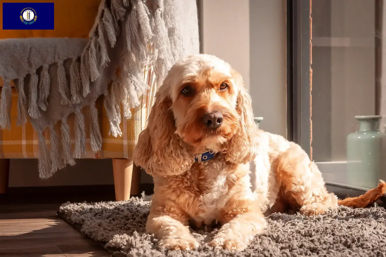 Cockapoo puppies and breeders Kentucky Here you can find Cockapoos breeders in Kentucky.