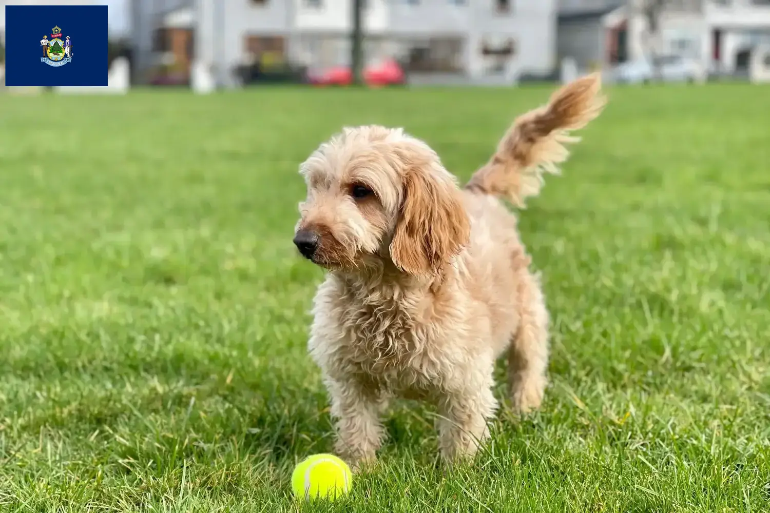Cockapoo puppies and breeders Maine Here you can find Cockapoos breeders in Maine.
