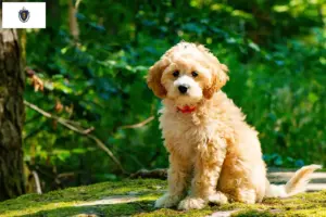 Read more about the article Cockapoo breeders and puppies in Massachusetts