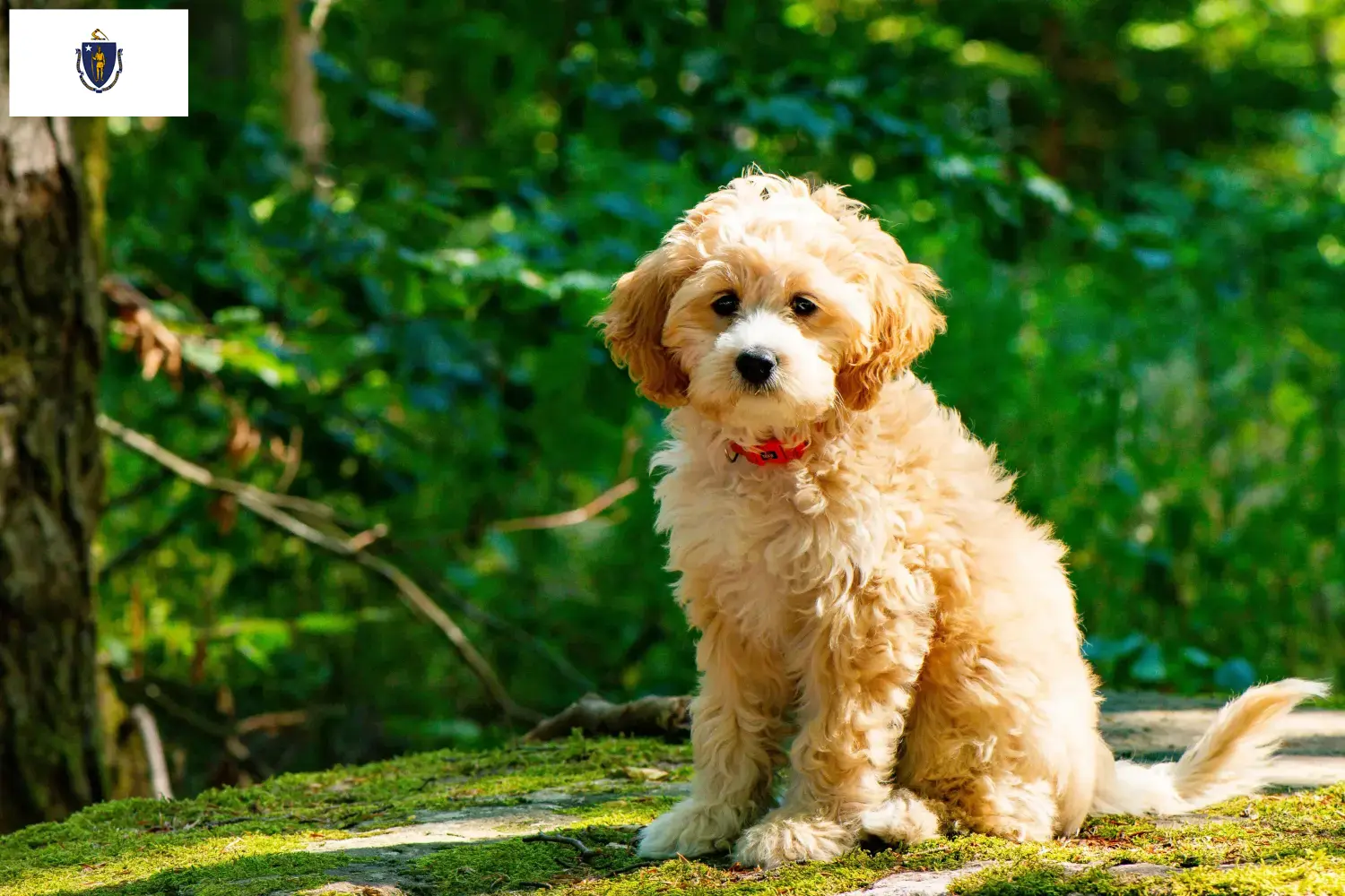 Cockapoo puppies and breeders Massachusetts Here you can find Cockapoos breeders in Massachusetts.