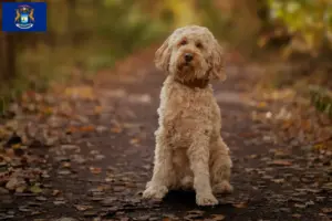 Read more about the article Cockapoo breeders and puppies in Michigan