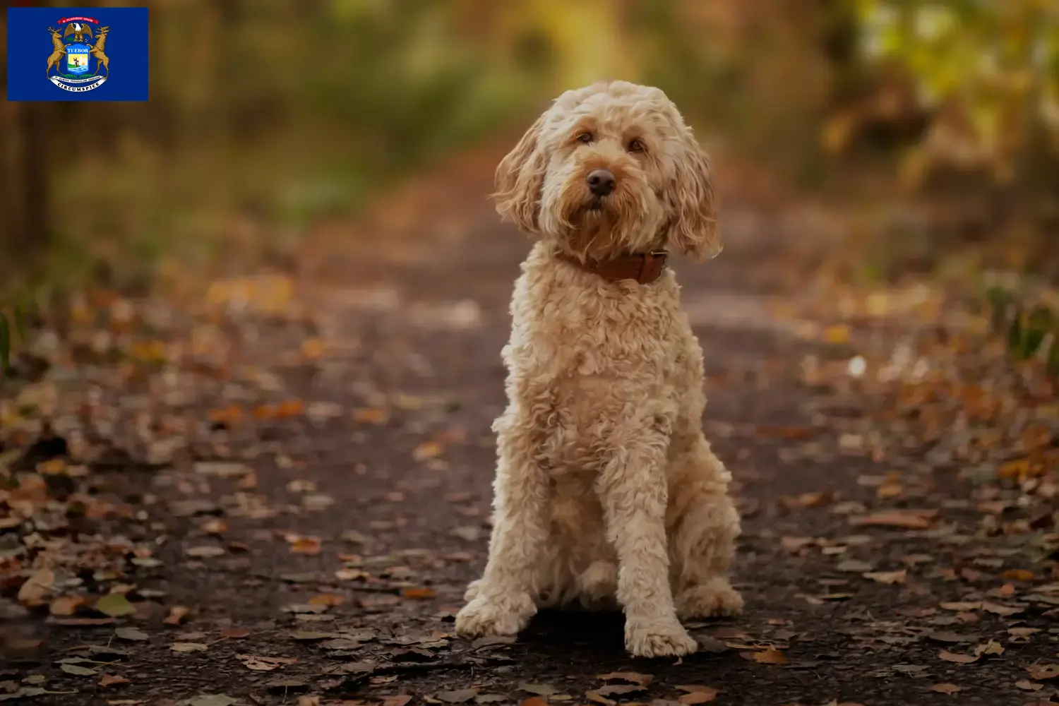 Read more about the article Cockapoo breeders and puppies in Michigan