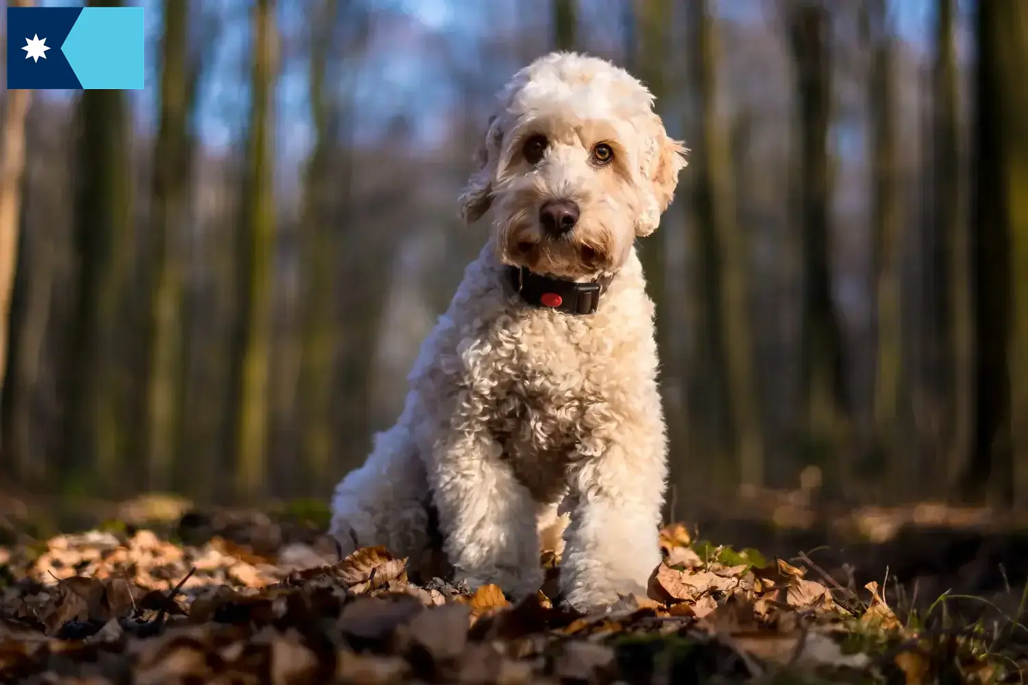 Cockapoo puppies and breeders Minnesota Here you can find Cockapoos breeders in Minnesota.