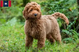 Read more about the article Cockapoo breeders and puppies in Mississippi