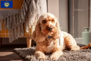 Read more about the article Cockapoo breeders and puppies in Nebraska
