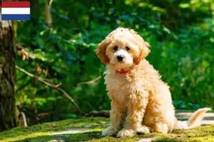Read more about the article Cockapoo breeders and puppies in the Netherlands