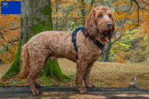 Read more about the article Cockapoo breeders and puppies in Nevada