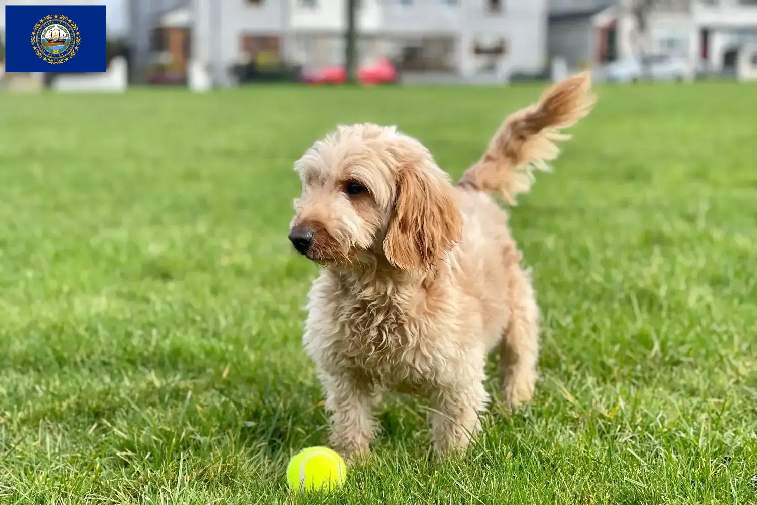 Cockapoo puppies and breeders New Hampshire Here you can find Cockapoos breeders in New Hampshire.