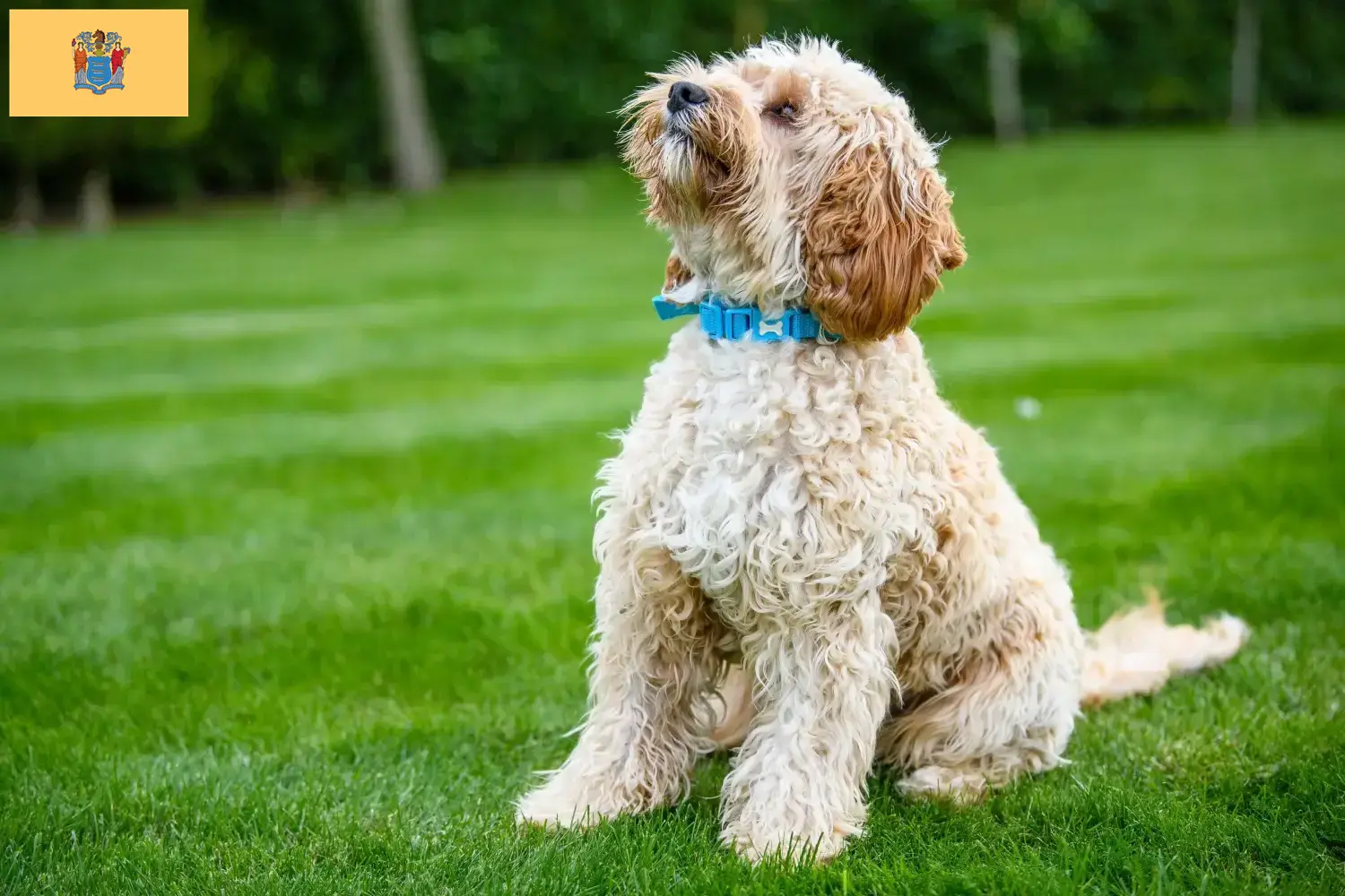 Cockapoo puppies and breeders New Jersey Here you can find Cockapoos breeders in New Jersey.
