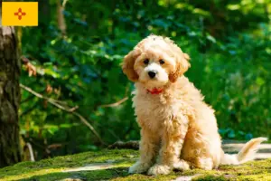 Read more about the article Cockapoo breeders and puppies in New Mexico