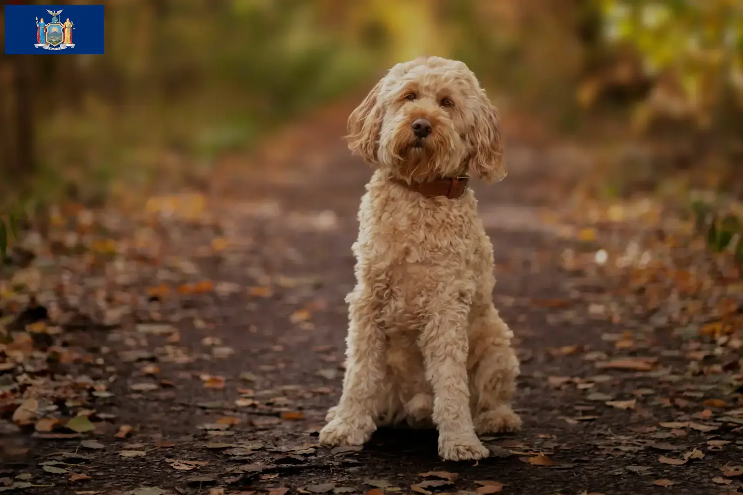 Cockapoo puppies and breeders New York Here you can find Cockapoos breeders in New York.