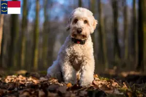 Read more about the article Cockapoo breeders and puppies in North Carolina