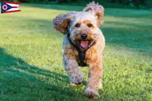 Read more about the article Cockapoo breeders and puppies in Ohio