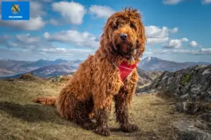 Read more about the article Cockapoo breeders and puppies in Oklahoma
