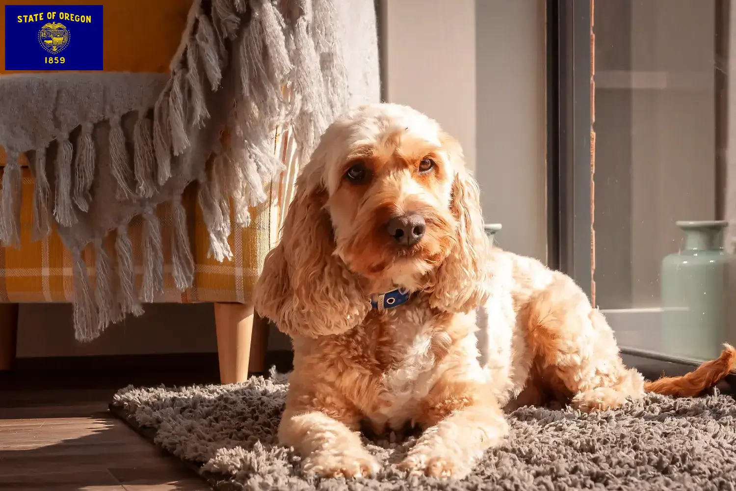 Cockapoo puppies and breeders Oregon Here you can find Cockapoos breeders in Oregon.