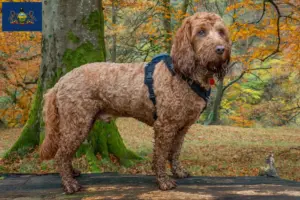 Read more about the article Cockapoo breeders and puppies in Pennsylvania