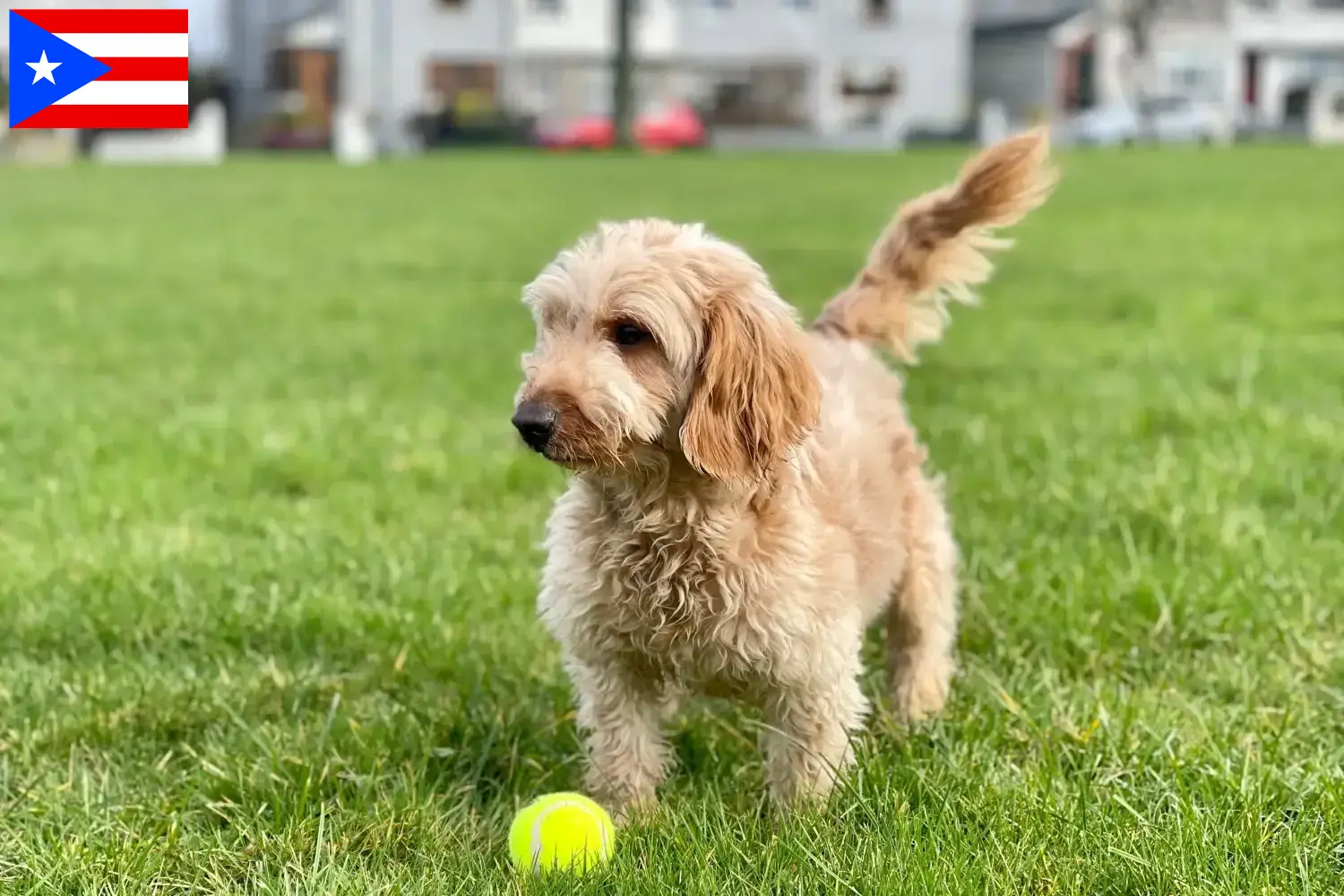 Cockapoo puppies and breeders Puerto Rico Here you can find Cockapoos breeders in Puerto Rico.