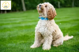 Read more about the article Cockapoo breeders and puppies in Rhode Island