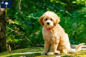 Read more about the article Cockapoo breeders and puppies in South Carolina