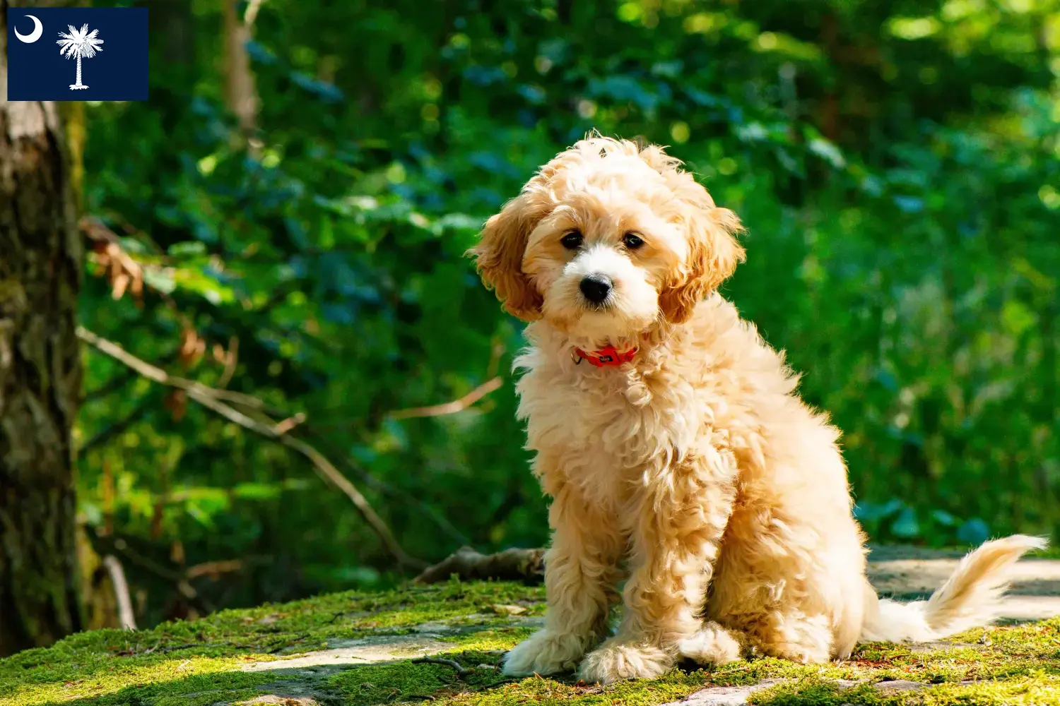 Cockapoo puppies and breeders South Carolina Here you can find Cockapoos breeders in South Carolina.