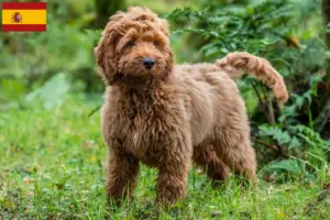 Read more about the article Cockapoo breeders and puppies in Spain