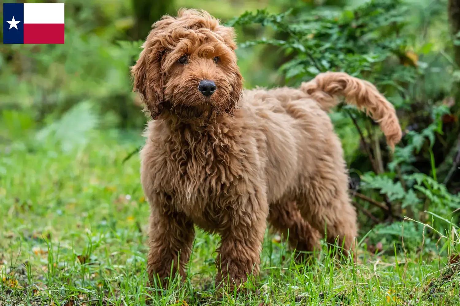 Cockapoo puppies and breeders Texas Here you can find Cockapoos breeders in Texas.