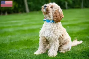 Read more about the article Cockapoo breeders and puppies in the USA