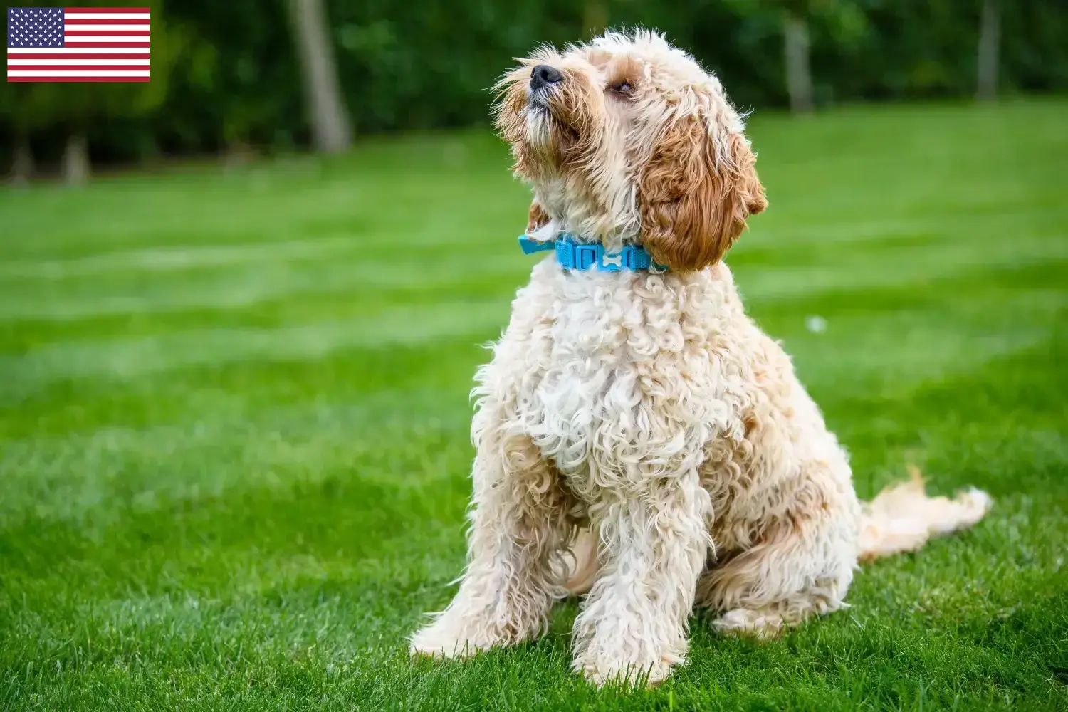 Cockapoo puppies and breeders USA Here you can find Cockapoos breeders in the USA.