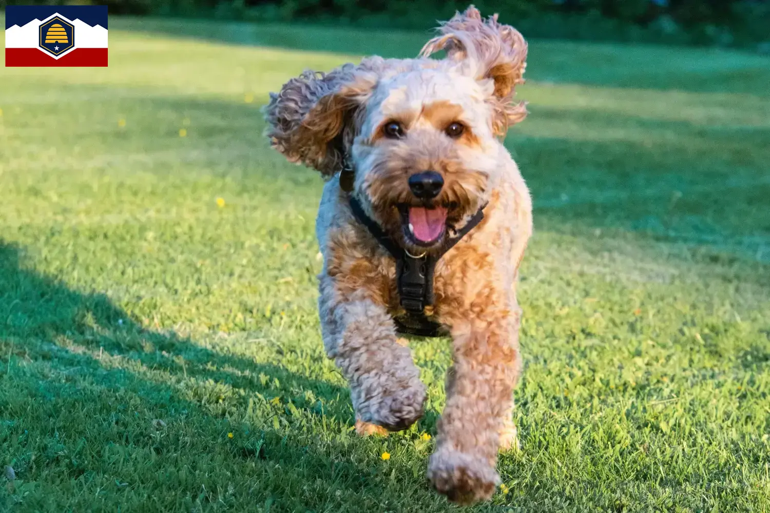 Cockapoo puppies and breeders Utah Here you can find Cockapoos breeders in Utah.