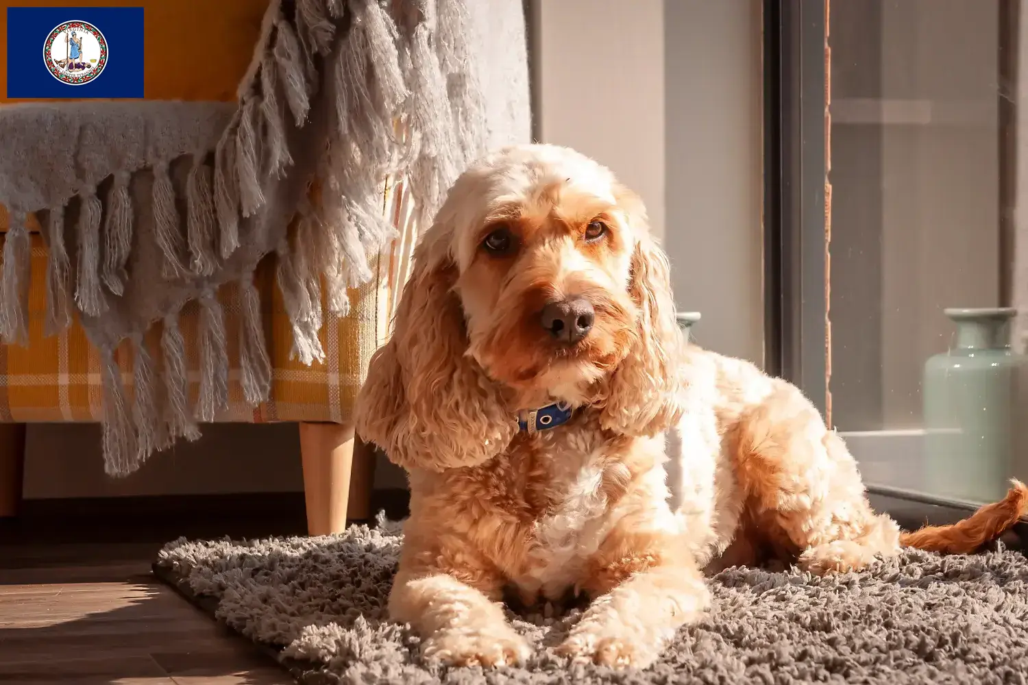 Cockapoo puppies and breeder Virginia Here you can find Cockapoos breeders in Virginia.