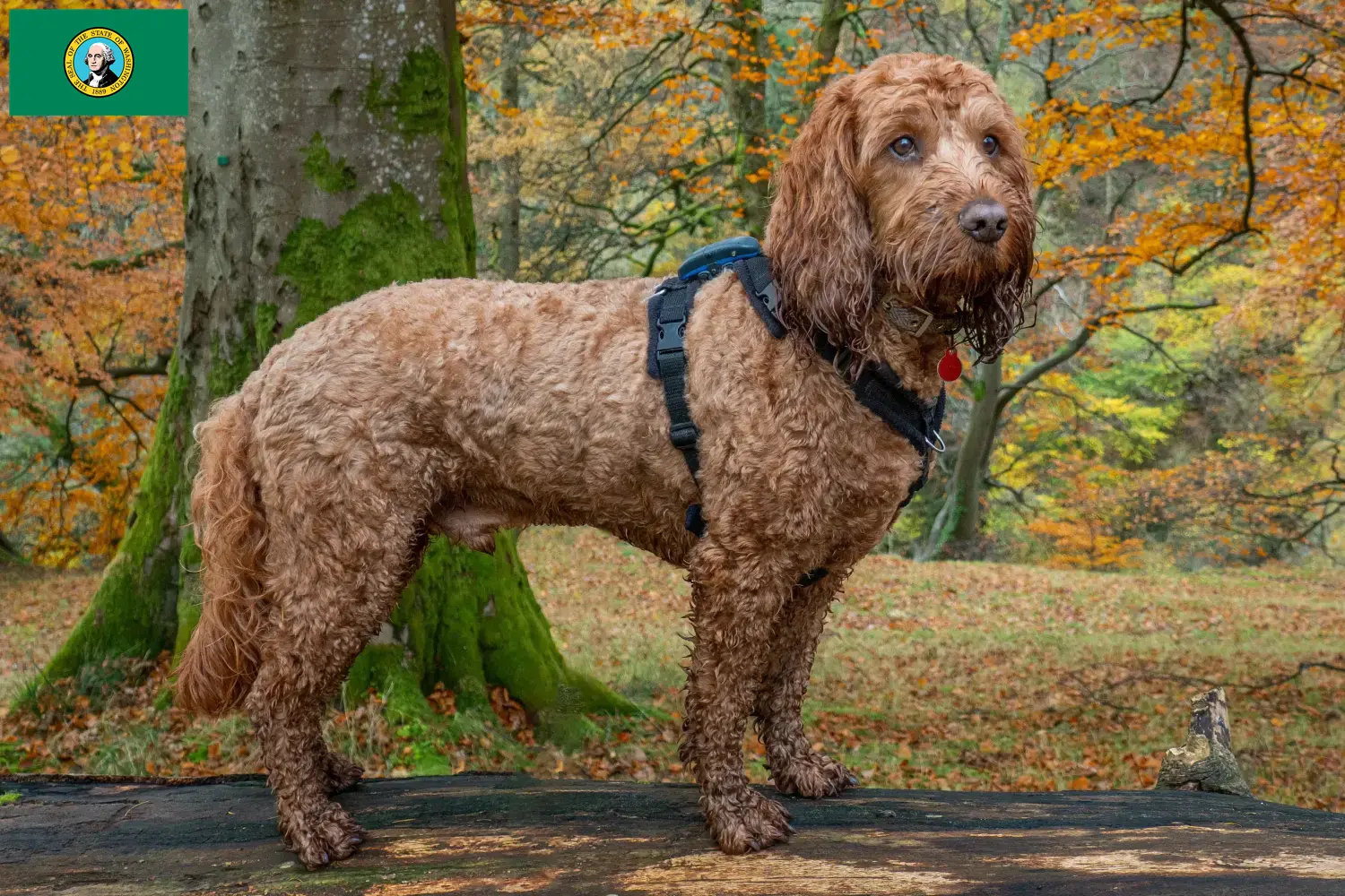 Cockapoo puppies and breeders Washington Here you can find Cockapoos breeders in Washington.