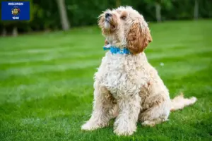 Read more about the article Cockapoo breeders and puppies in Wisconsin