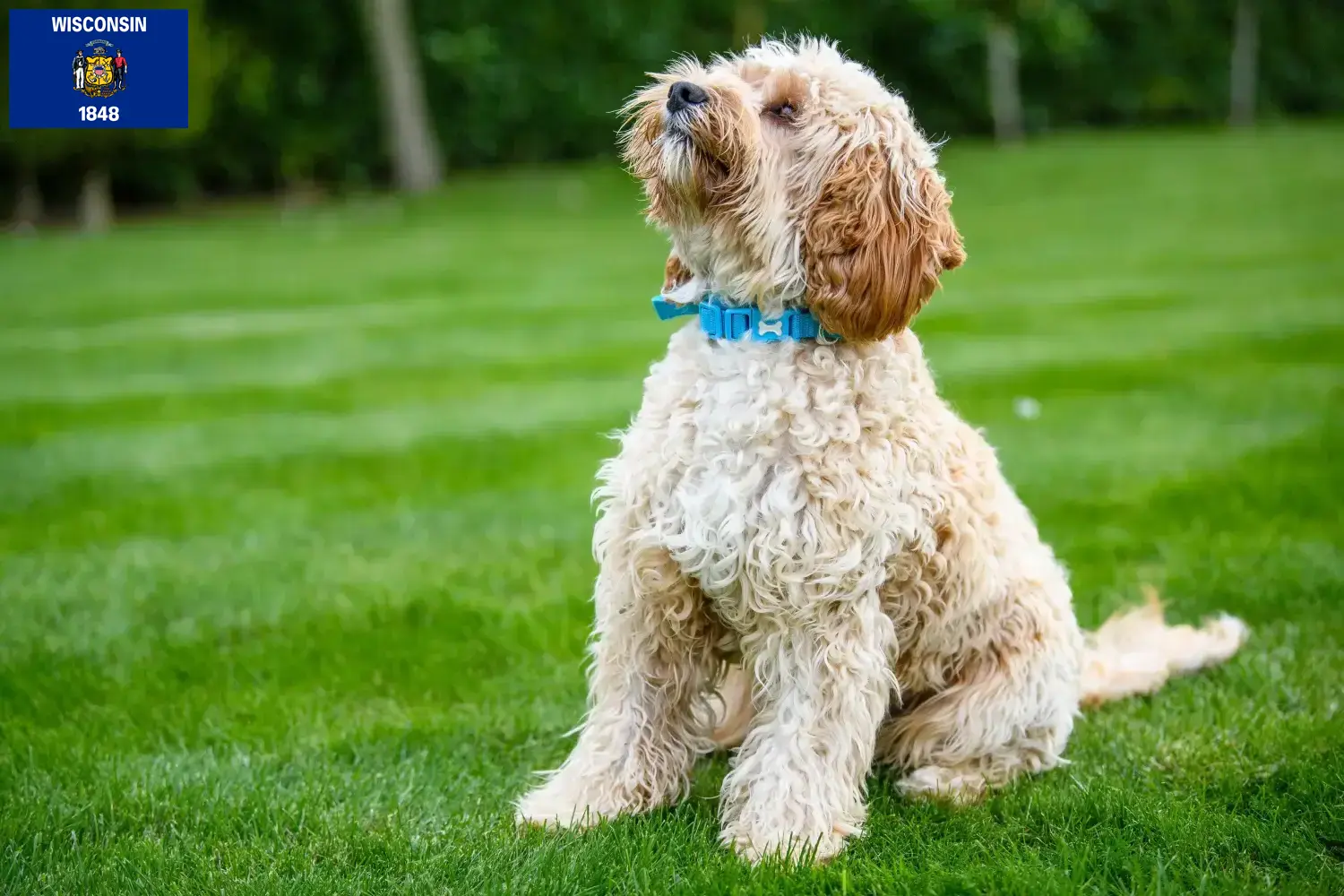 Cockapoo puppies and breeders Wisconsin Here you can find Cockapoos breeders in Wisconsin.