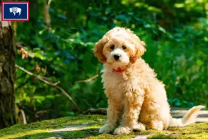 Read more about the article Cockapoo breeders and puppies in Wyoming