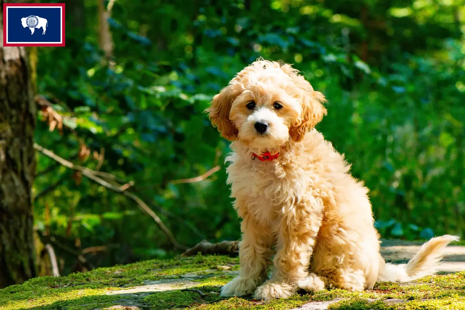 Read more about the article Cockapoo breeders and puppies in Wyoming