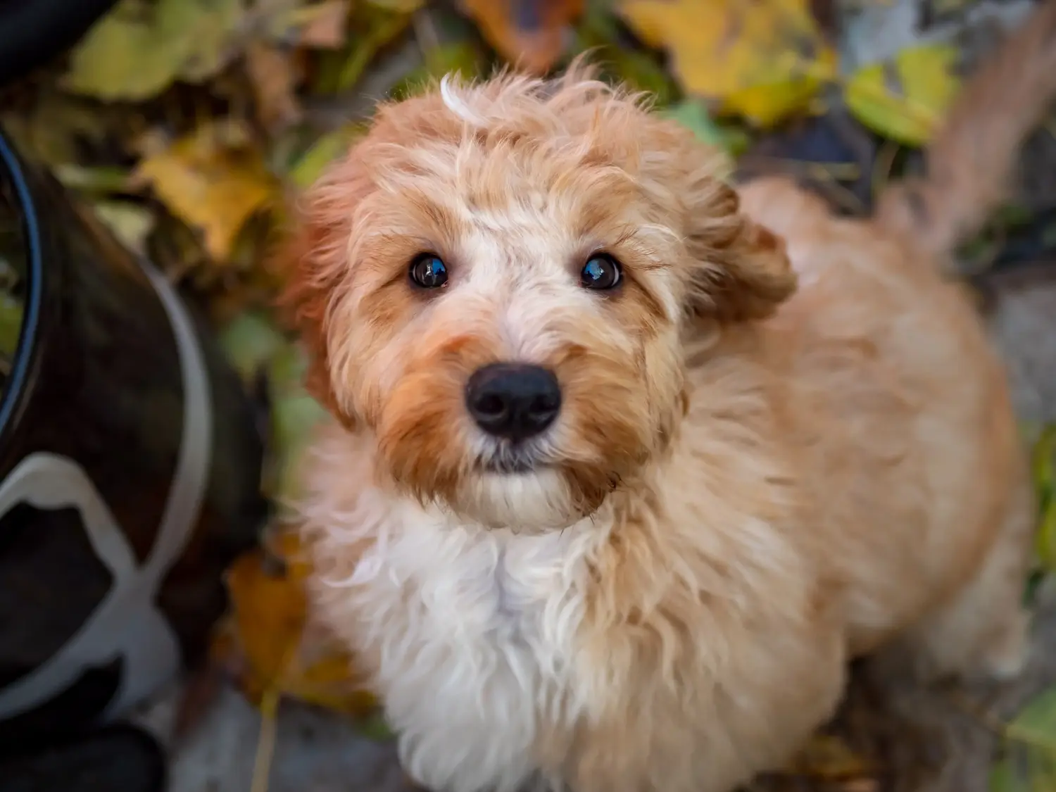 Buying a Cockapoo puppy means taking responsibility! Buy Cockapoo puppies.