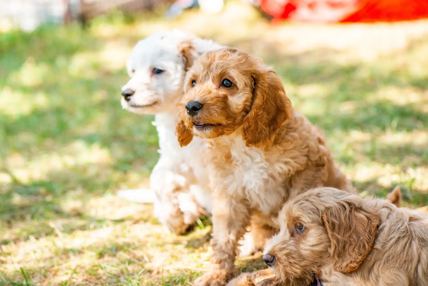Buying a Cockapoo puppy means taking responsibility! Buy Cockapoo puppies.