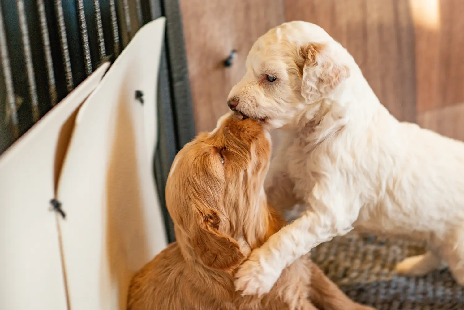 Buying a Cockapoo puppy means taking responsibility! Buy Cockapoo puppies.