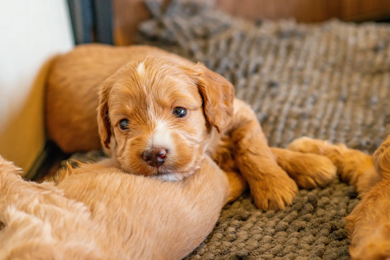 Buying a Cockapoo puppy means taking responsibility! Buy Cockapoo puppies.