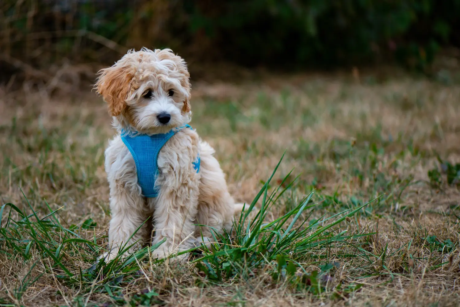 Buying a Cockapoo puppy means taking responsibility! Buy Cockapoo puppies.