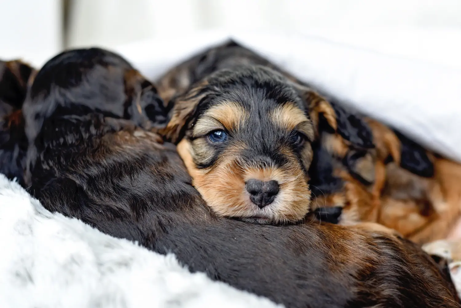 Buying a Cockapoo puppy means taking responsibility! Buy Cockapoo puppies.
