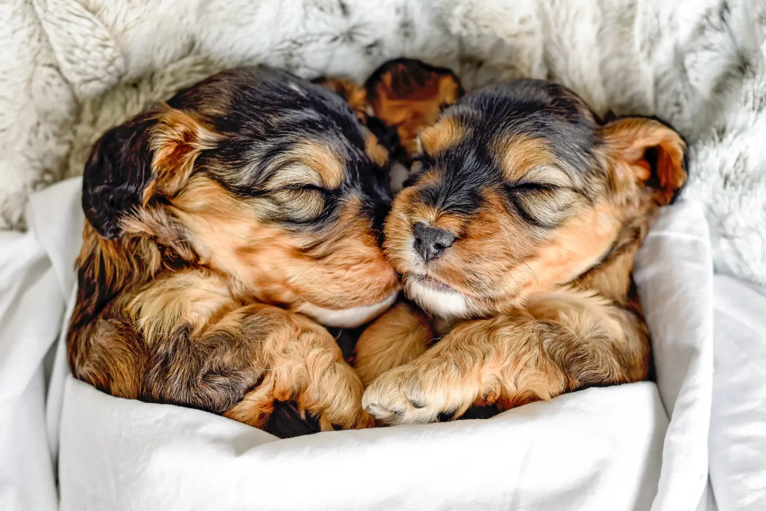 Buying a Cockapoo puppy means taking responsibility! Buy Cockapoo puppies.