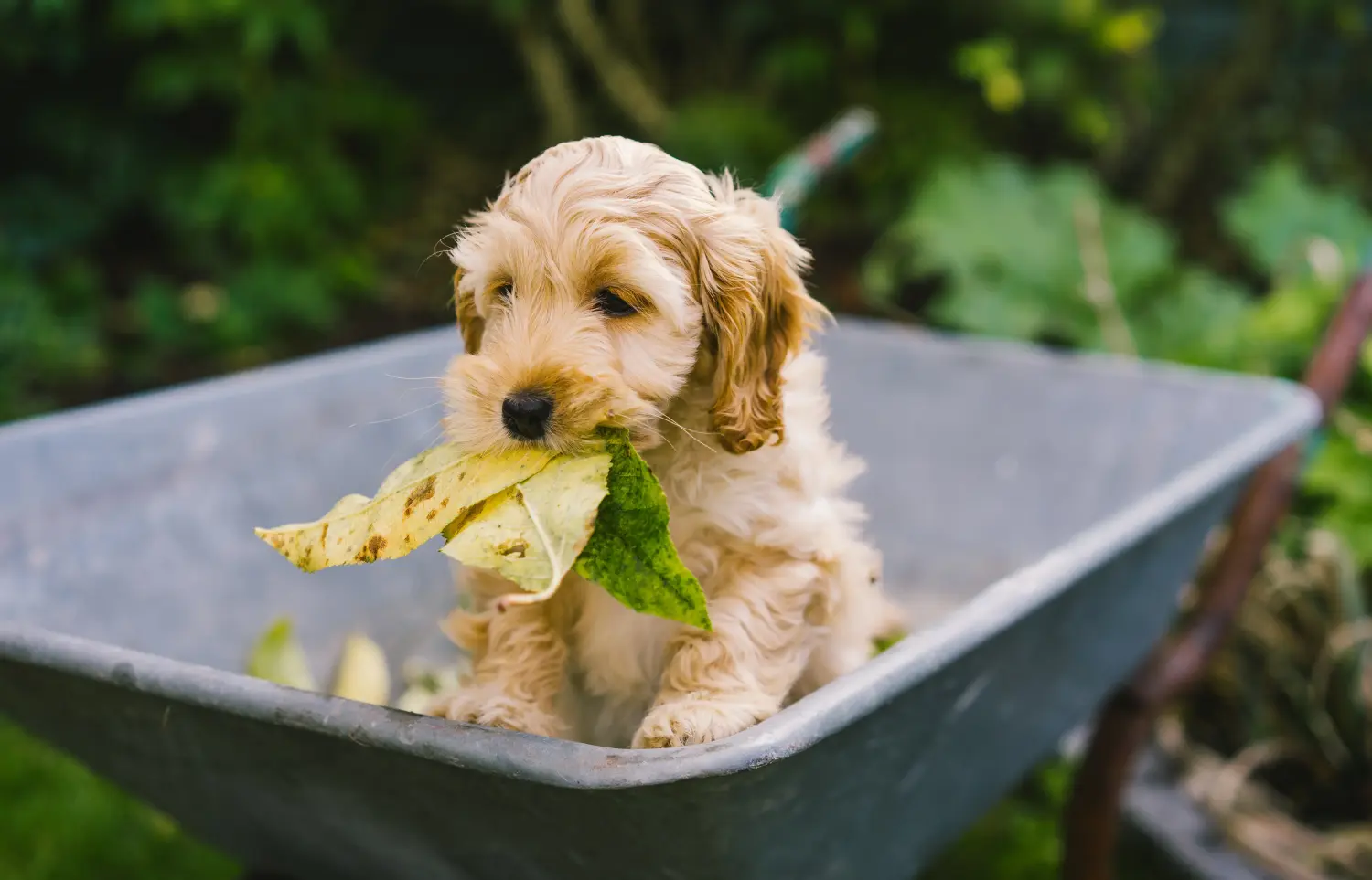 Buying a Cockapoo puppy means taking responsibility! Buy Cockapoo puppies.