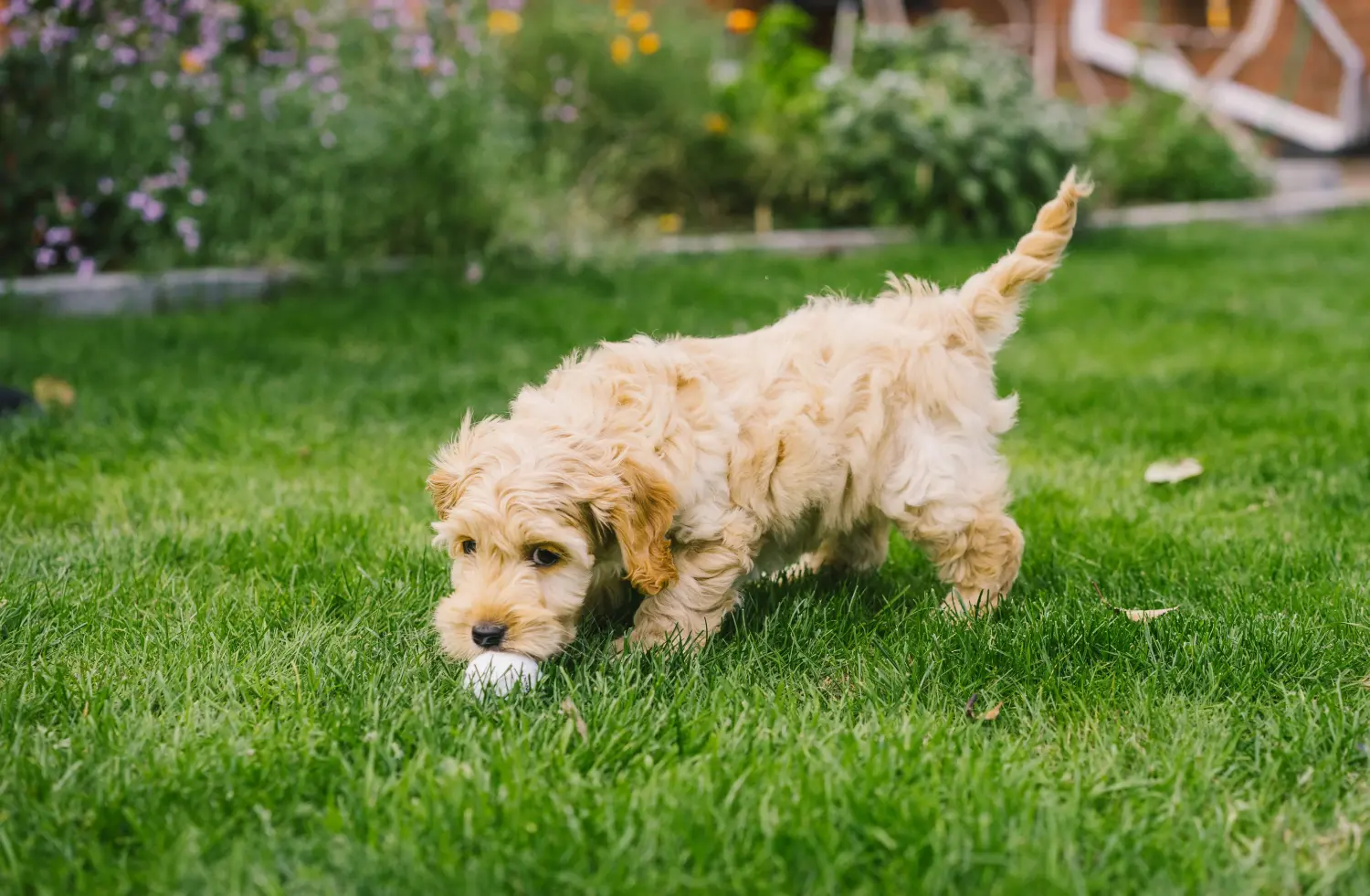 Buying a Cockapoo puppy means taking responsibility! Buy Cockapoo puppies.