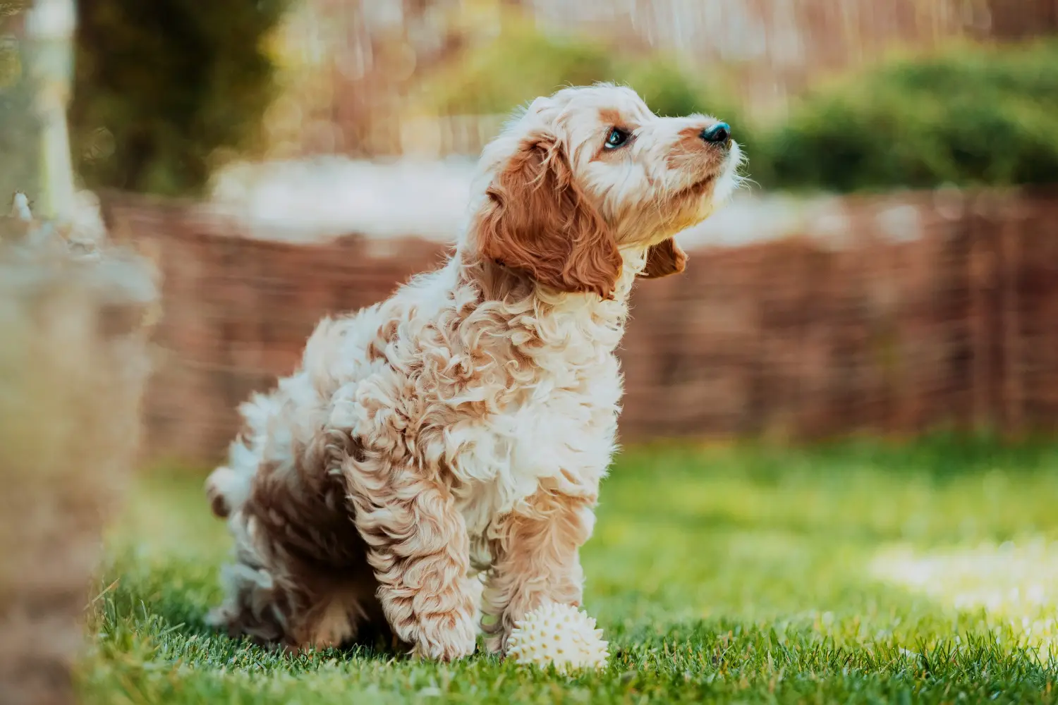 Buying a Cockapoo puppy means taking responsibility! Buy Cockapoo puppies.