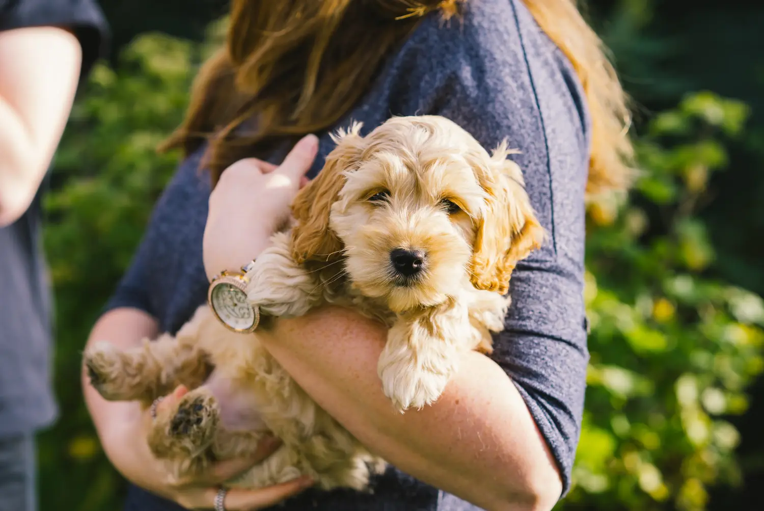 Buying a Cockapoo puppy means taking responsibility! Buy Cockapoo puppies.